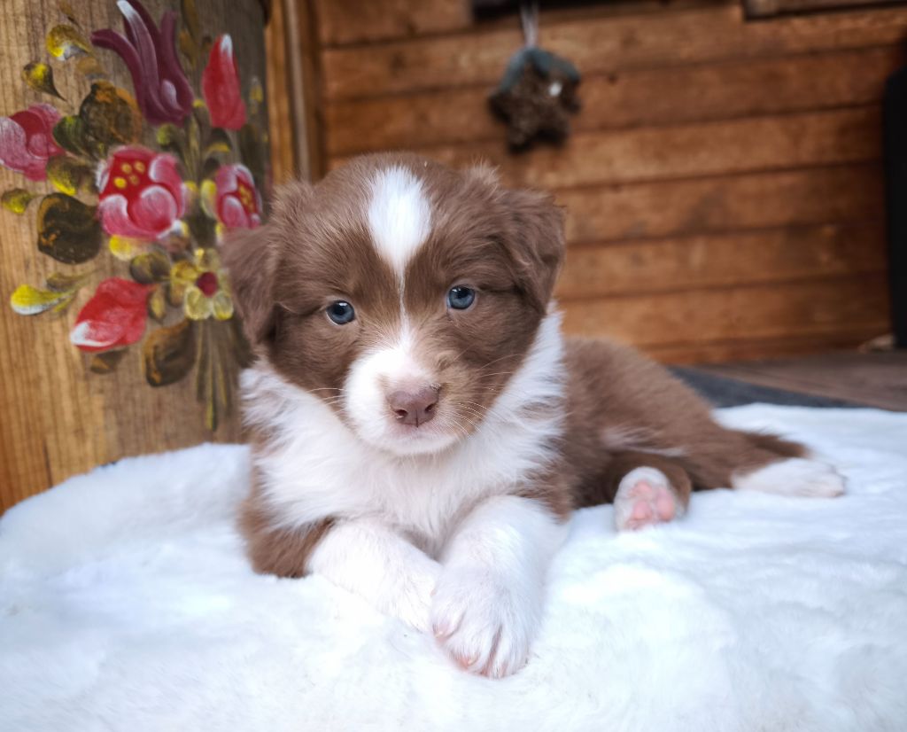 du Domaine de Naugigoutte - Chiots disponibles - Berger Australien