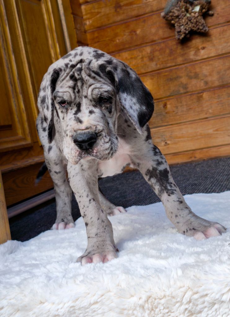 du Domaine de Naugigoutte - Chiots disponibles - Dogue allemand
