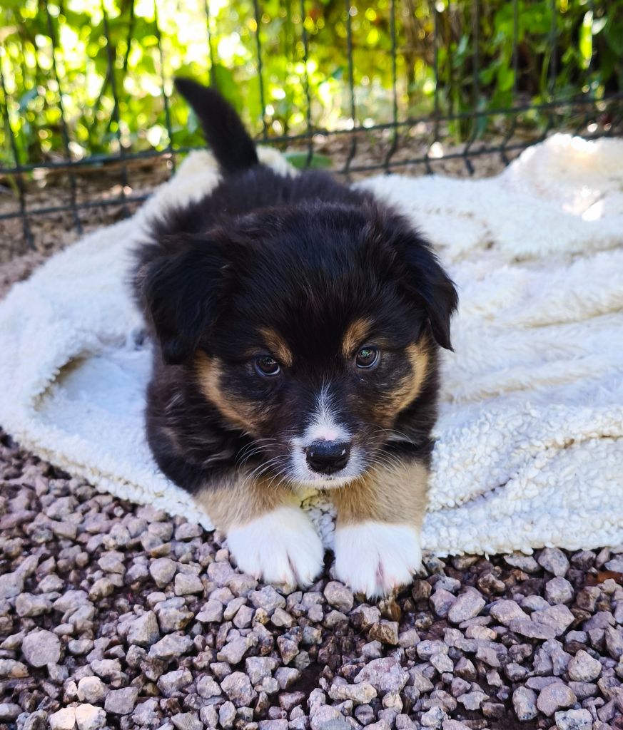 du Domaine de Naugigoutte - Chiots disponibles - Berger Australien
