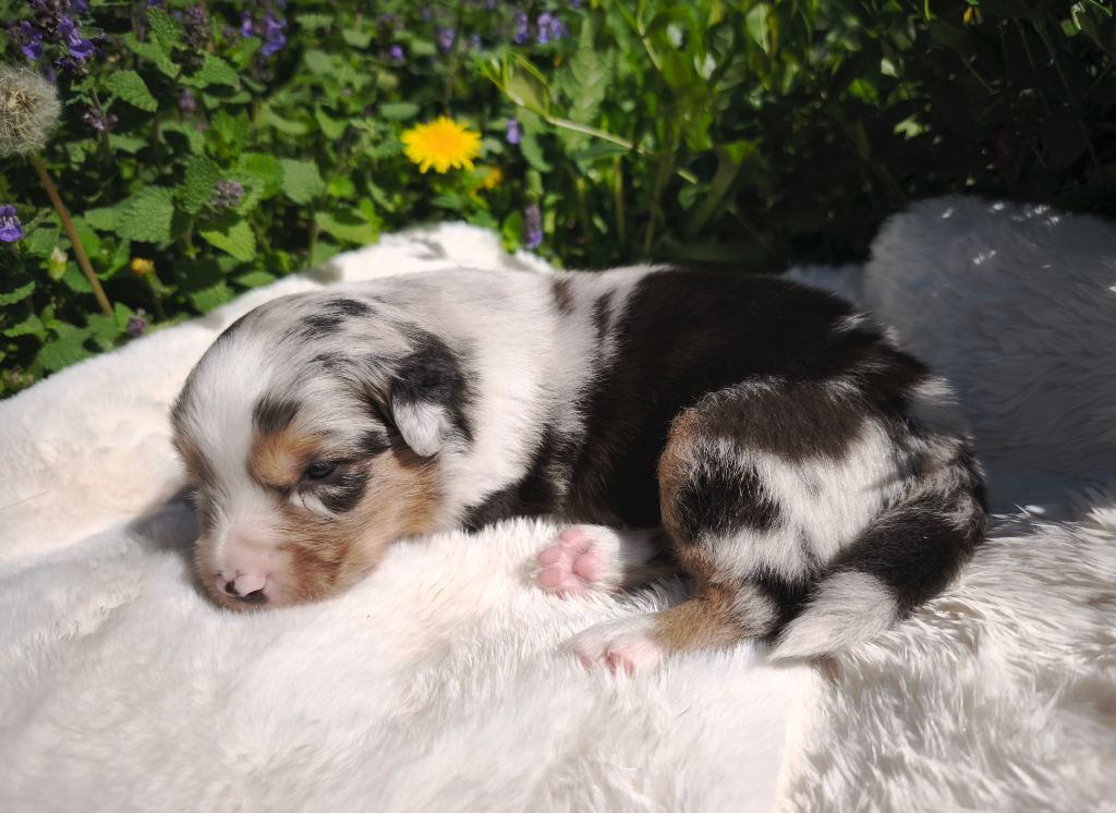 du Domaine de Naugigoutte - Chiots disponibles - Berger Australien