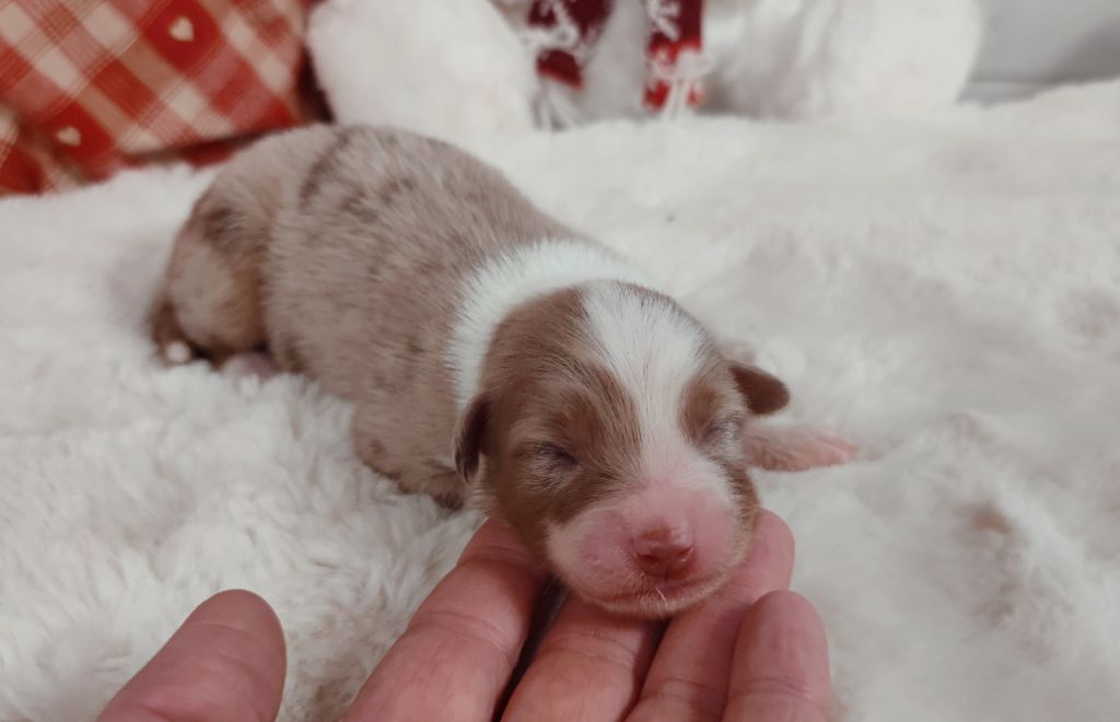 Chiot Berger Australien du Domaine de Naugigoutte