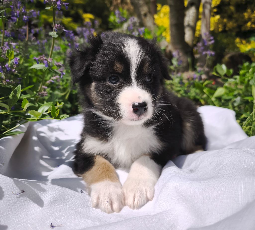 du Domaine de Naugigoutte - Chiots disponibles - Berger Australien