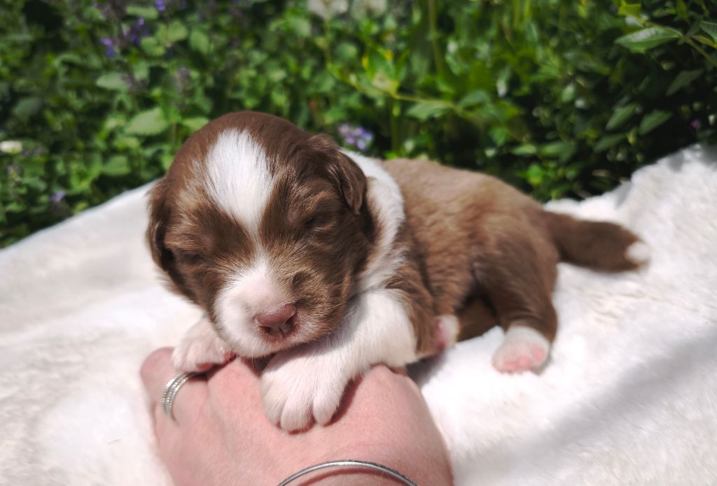 du Domaine de Naugigoutte - Chiots disponibles - Berger Australien