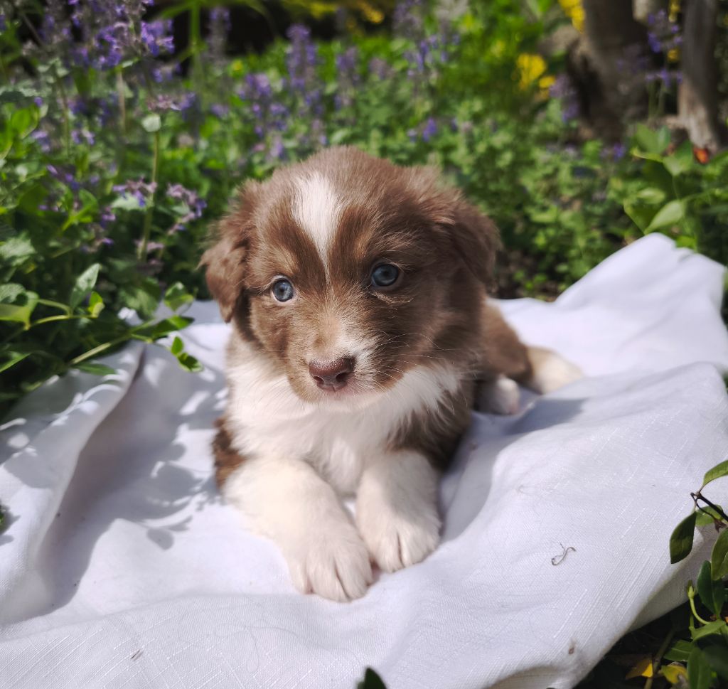 du Domaine de Naugigoutte - Chiots disponibles - Berger Australien