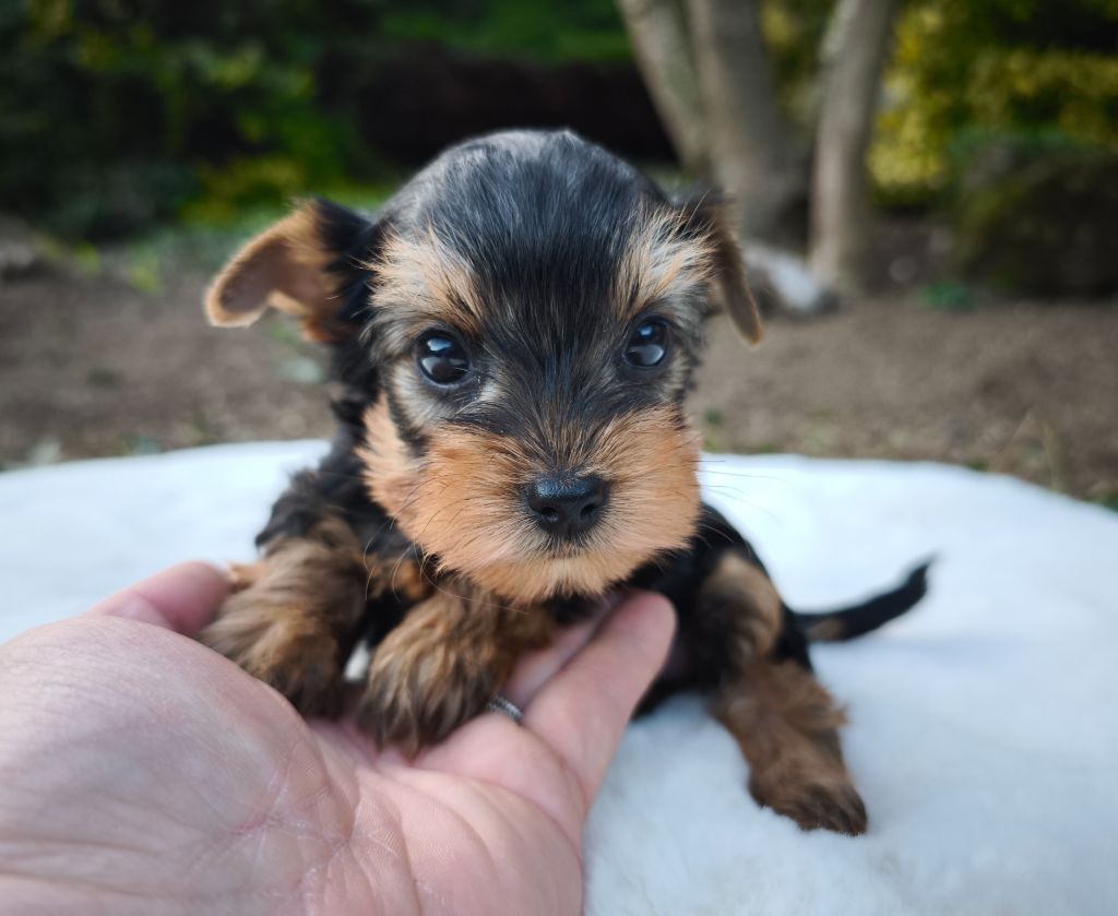 du Domaine de Naugigoutte - Chiots disponibles - Yorkshire Terrier