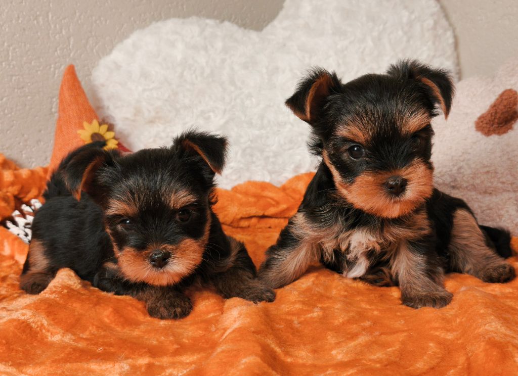 du Domaine de Naugigoutte - Yorkshire Terrier - Portée née le 16/08/2025