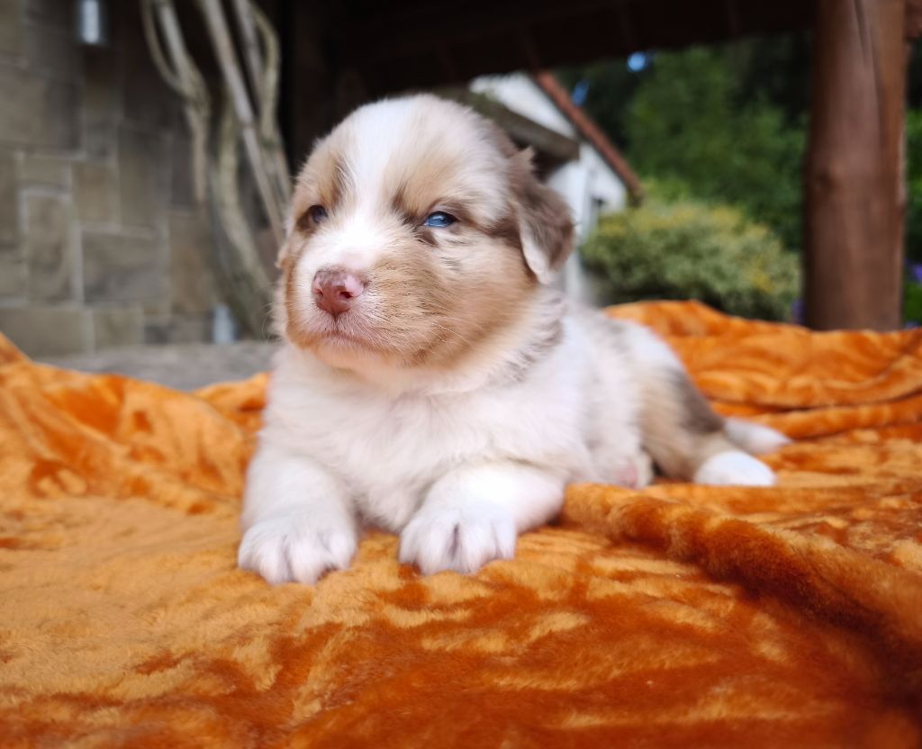 du Domaine de Naugigoutte - Chiots disponibles - Berger Australien