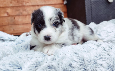 Bleu Merle Bicolore