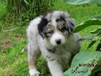 Layko
