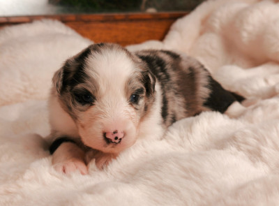 Fille Bleu Merle Bicolore