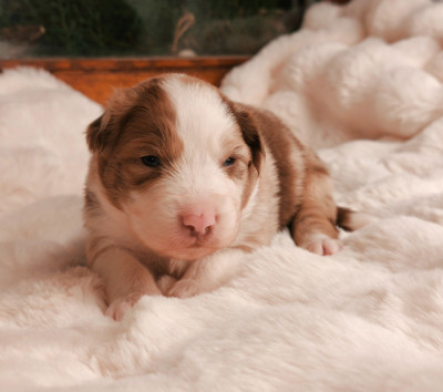 Garçon Rouge Merle Bicolore