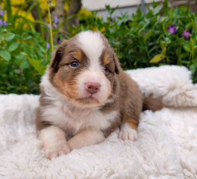 Fille rouge tricolore