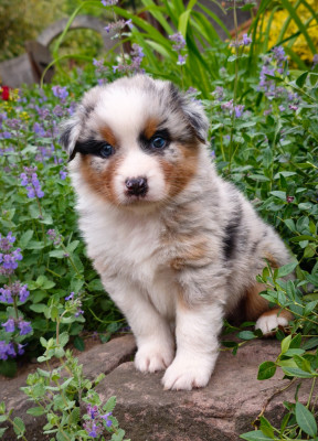 Garçon Bleu merle
