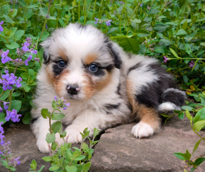 Garçon Bleu merle