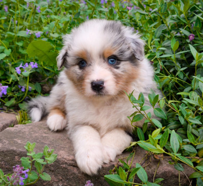 Garçon Bleu merle