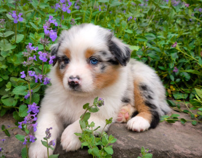 Fille bleue merle