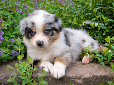 Fille bleue merle