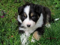Merlin