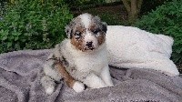 Bleu merle 