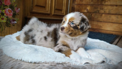 Rouge merle 