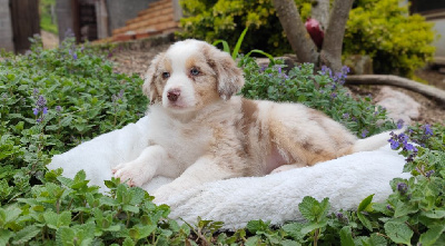Rouge Merle
