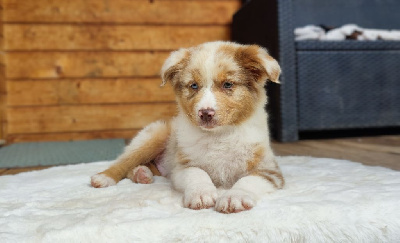 Rouge merle 