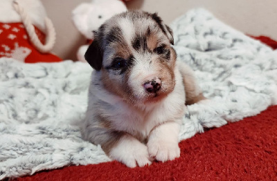 Bleu Merle