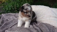 Bleu merle 