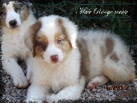 Laiko