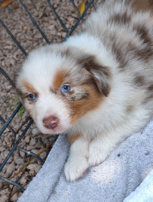 Rouge Merle
