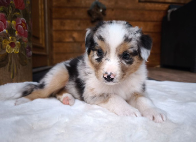 Bleu merle 