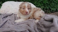 Rouge merle 