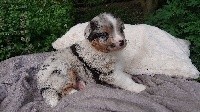 Bleu merle 