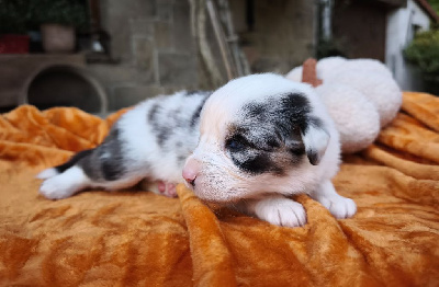 Bleu Merle