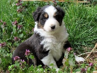 Maïa