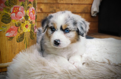 Bleue merle 