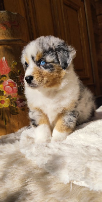 Bleu merle 
