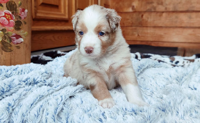 Rouge Merle