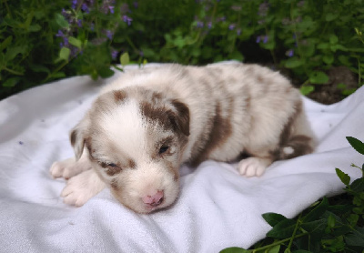 Rouge merle 