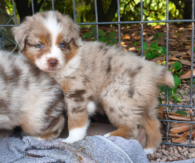 Rouge Merle