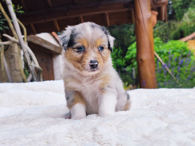 Bleue merle 