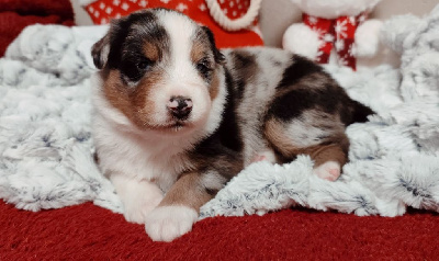 Bleu Merle