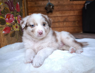 Rouge merle 