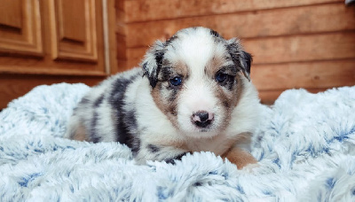 Bleu Merle Bicolore