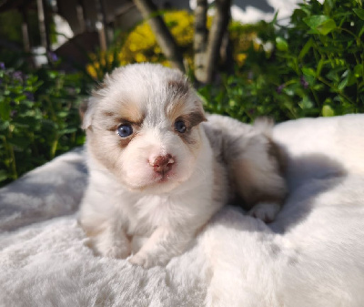 Rouge merle 