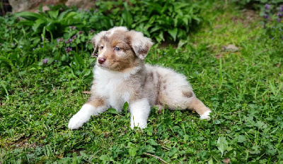 Rouge Merle