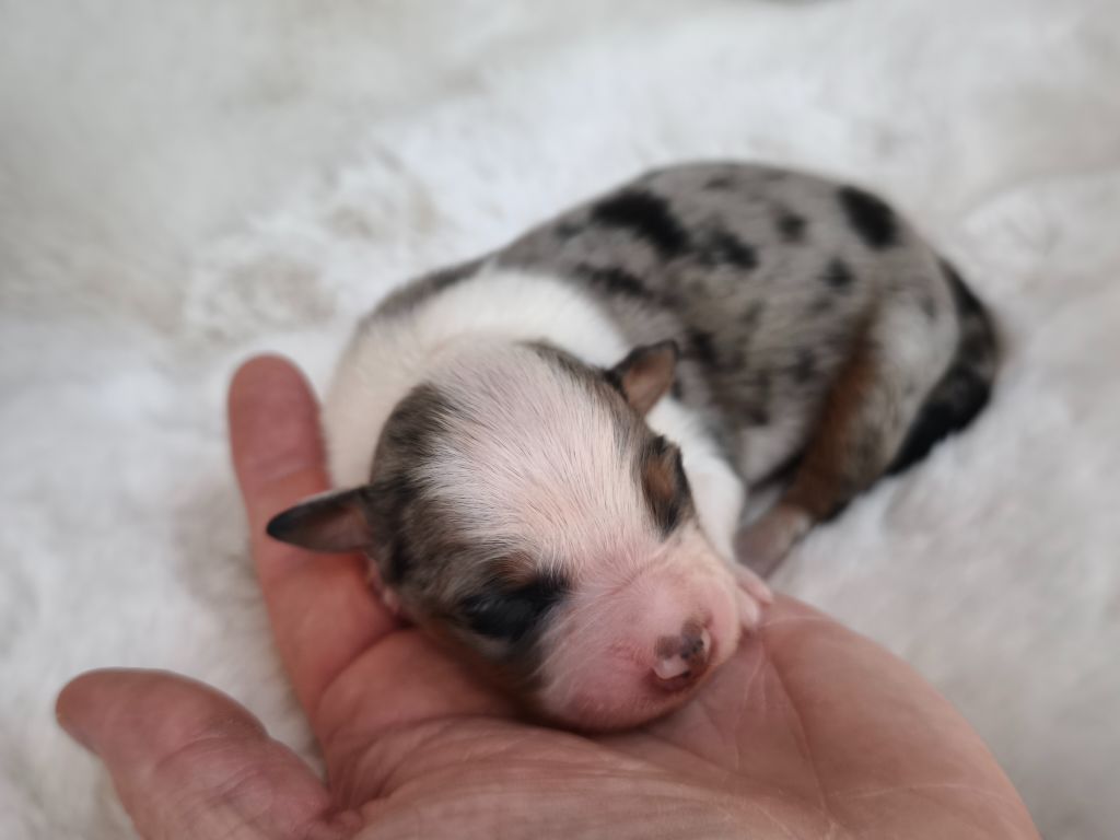 du Domaine de Naugigoutte - Chiots disponibles - Berger Australien