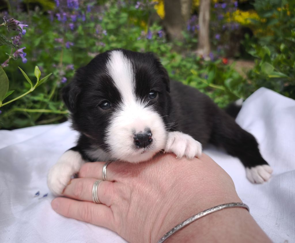 du Domaine de Naugigoutte - Chiots disponibles - Berger Australien
