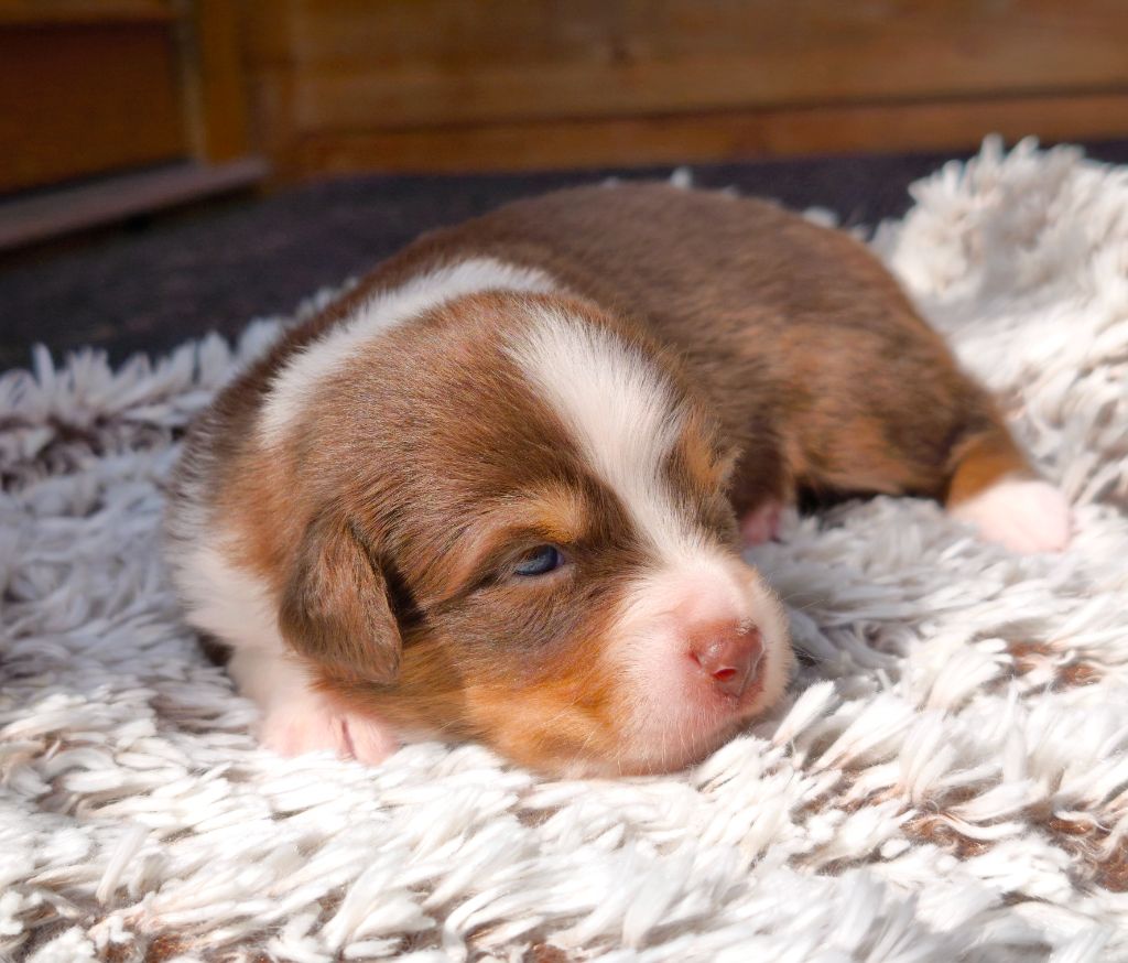 du Domaine de Naugigoutte - Chiots disponibles - Berger Australien