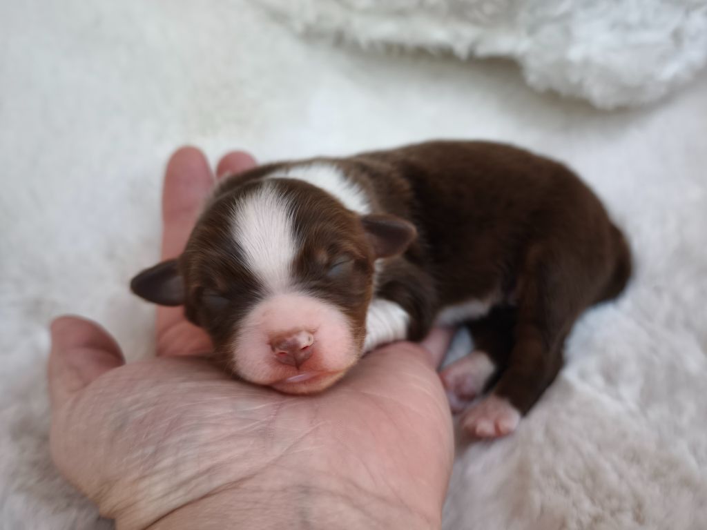 du Domaine de Naugigoutte - Chiots disponibles - Berger Australien